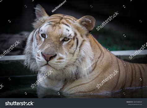 Golden Tabby Tiger Strawberry Tiger Panthera Stock Photo 1893508603