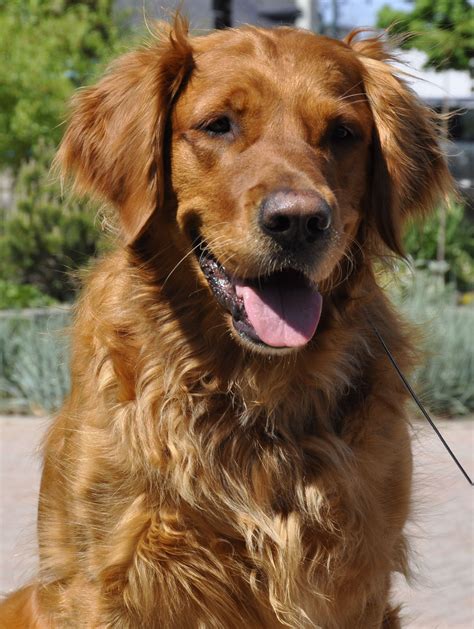 They are no different from traditional goldens except in their coat color. red golden retriever - Google Search | Golden retriever ...