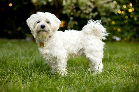 Maltese Breed Information Guide Photos Traits And Care Bark Post