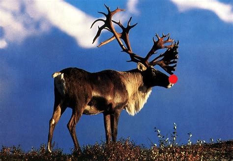 Caribou Reindeer Fact Every One Should Know Montana Hunting And