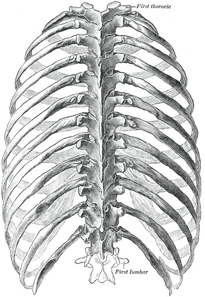 (anatomy) a part of the skeleton within the thoracic area consisting of ribs, sternum and thoracic vertebrae. Rib Cage | ReTilde