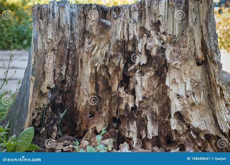 Ruined Rotten Rotten Tree Stock Image Image Of Environment 108688647