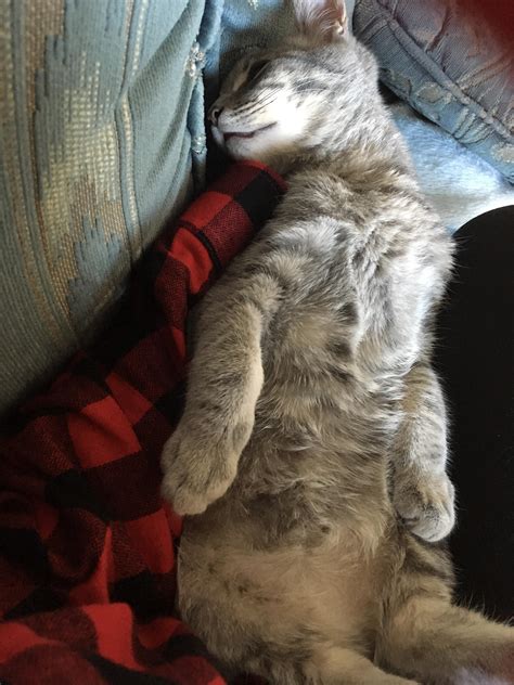 He Got Sleepy During Belly Rubs Cats