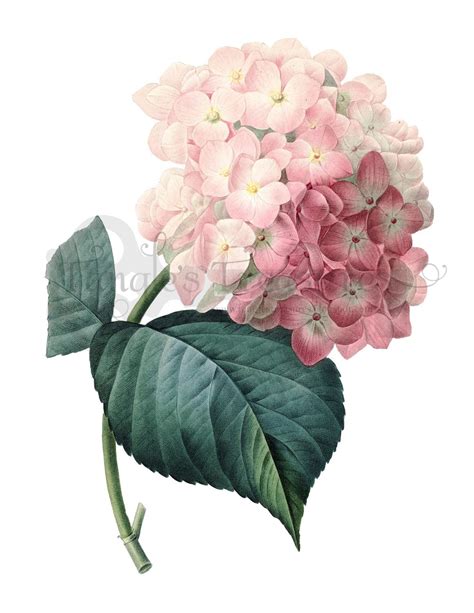 Vintage French Pink Hydrangea Printable Digital Image Etsy Flower