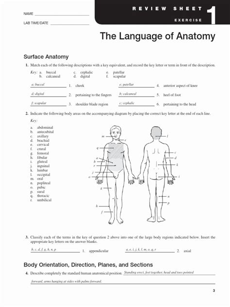 Anatomical Movement Terminology Worksheet Answers