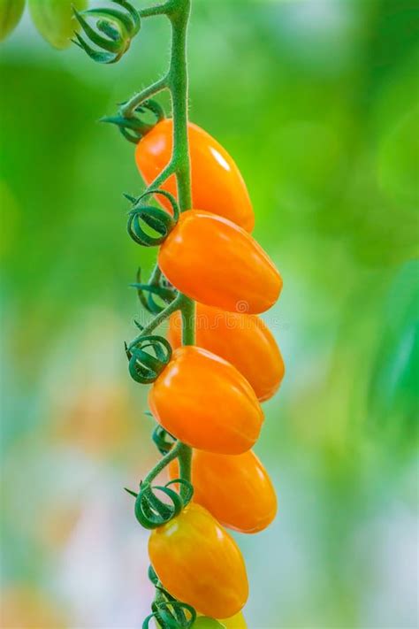 Growth Of Fresh Orange Cherry Tomatoes Stock Photo Image Of Drop