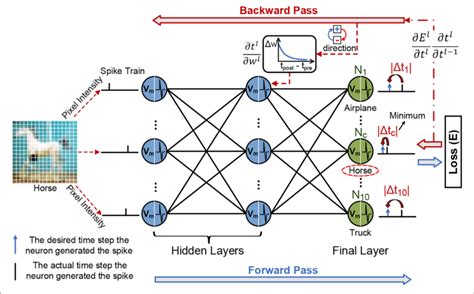 The Illustration Of The Forward Process And Error Backpropagation In