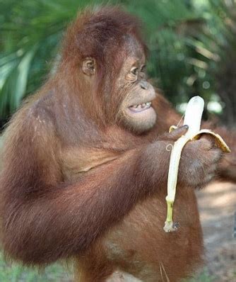 Orangutan Teeth