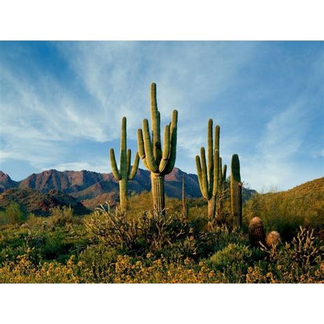 Saguaro Cactus Seeds Carnegiea Gigantea Price €180