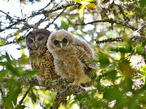 Marin Spotted Owls Buffered From Barred Owl Invasion Us National