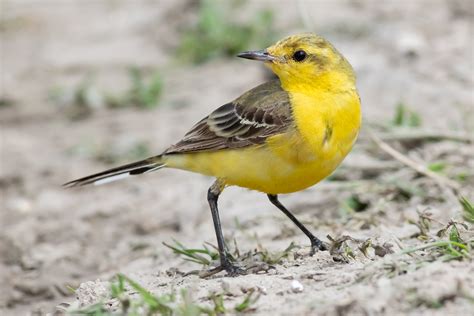 Yellow Wagtail By Geoff Snowball Birdguides