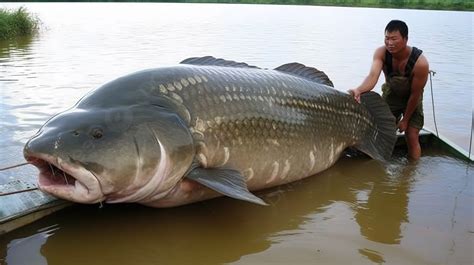 Unprecedented Angling Accomplishments Capturing Enormous Fish In