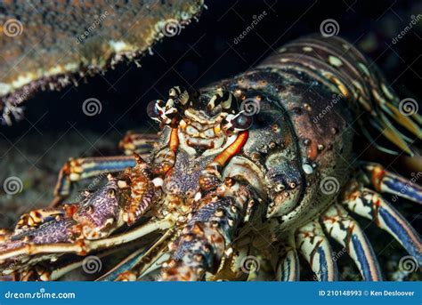Painted Spiny Lobster Hiding Under The Coral Stock Image Image Of