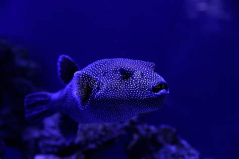 Beautiful Pufferfish In Clear Toned Blue Aquarium Stock Photo Image