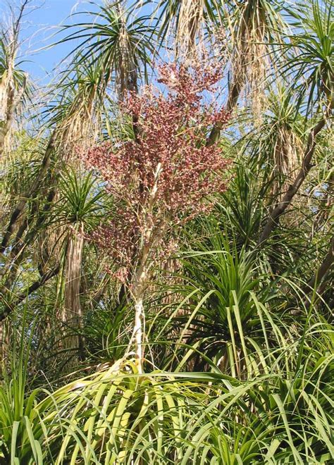 An excellent option is cactus/succulent potting mix. Ponytail Palm, Bottle Palm (Beaucarnea recurvata)