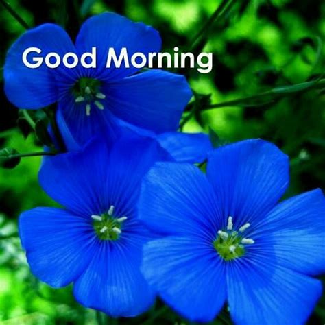 Good Morning Blue Flowers Images Morning Kindness Quotes