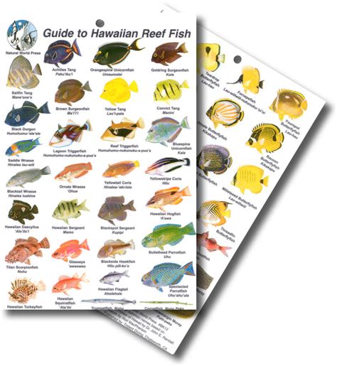 Dive Fish Identification Card Guide To Hawaiian Reef Fish