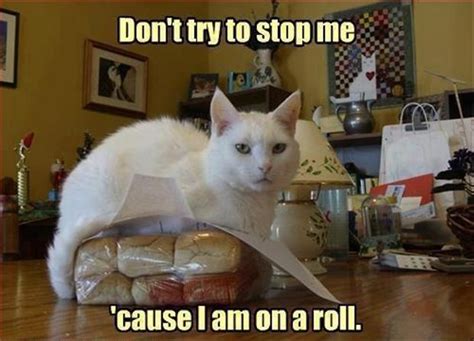 Cat Jokes Funny One Liners Dump A Day