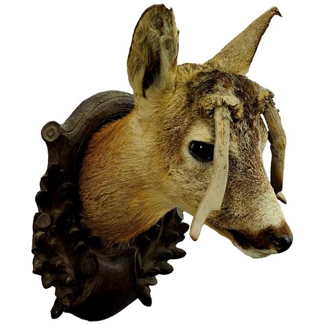 Master Piece Of Taxidermy Cow Head At 1stdibs
