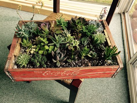 Coke Crate Succulent Planter X Post From Rgardening Succulents