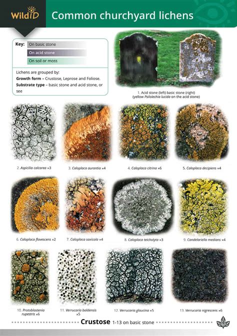Churchyard Lichens Guide Field Studies Council