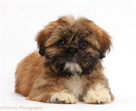 Cuteness! | Shih tzu puppy, Brown shih tzu, Shih tzu