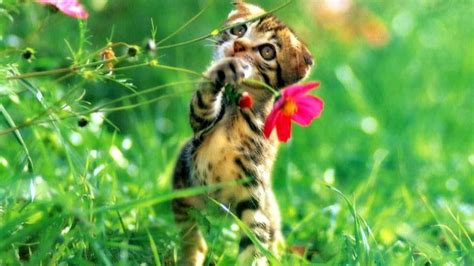 Brown Black Cat With Pink Flower On Green Grass In Blur Green