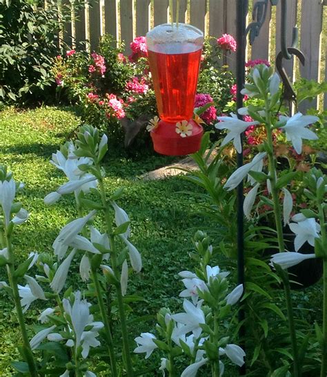 Before you start digging, you'll need to have a plan in mind. Pic from my own garden :) I have hummingbirds! | Garden decor, Growing plants, Plants
