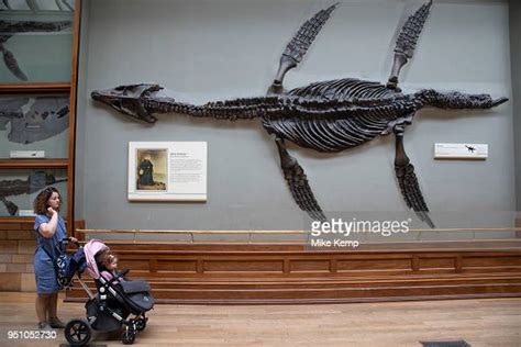 Pliosaur Fossil At The Natural History Museum In London England