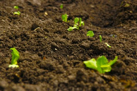 What Is It About This Soil That Protects Plants From Devastating