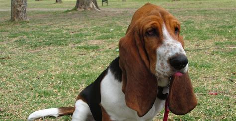 Basset Hound Dog Breed Information The Ultimate Guide Breed Advisor