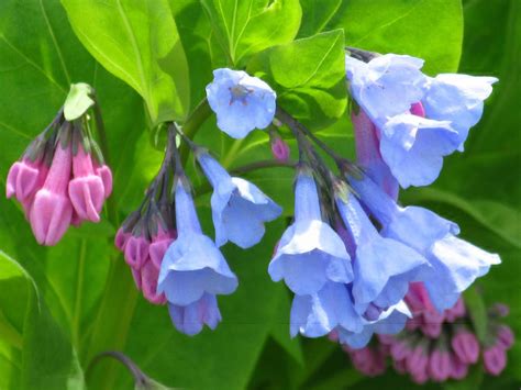 The Colors Of Virginia Bluebells Accent On Natural Landscaping