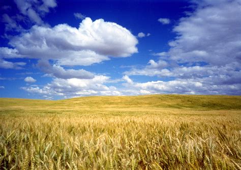 Free Download Wheat Field Harvest Wallpaper Golden Wheat Fields Cake