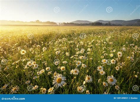 Daisies In The Field Near The Mountains Stock Image Image Of