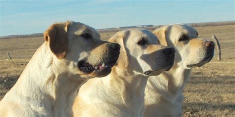Three C Labradors Labrador Puppies