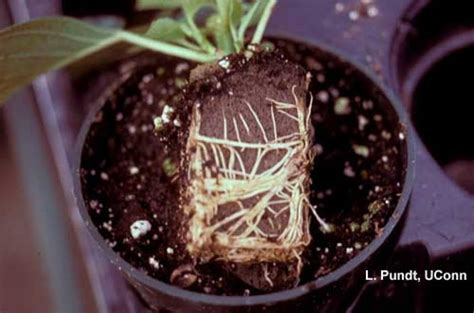 Fungus Gnats Feeding Injury On Poinsettia Roots Center For