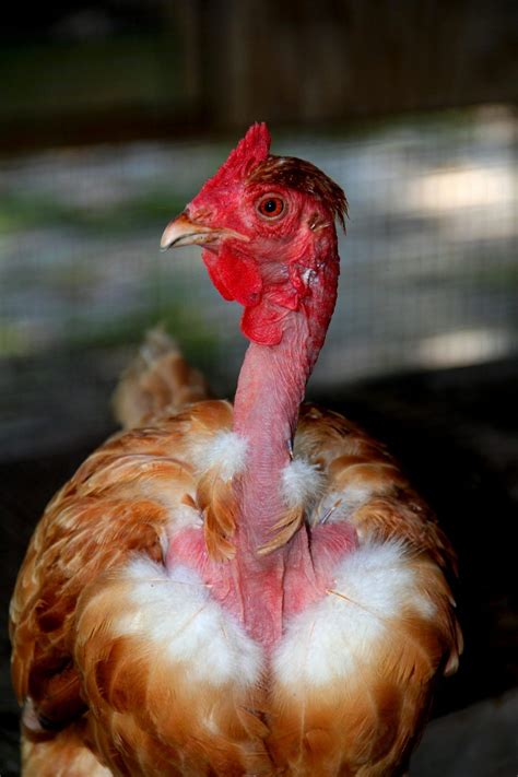 Turken Or Naked Neck Chickens Are A Transylvanian Breed They Have