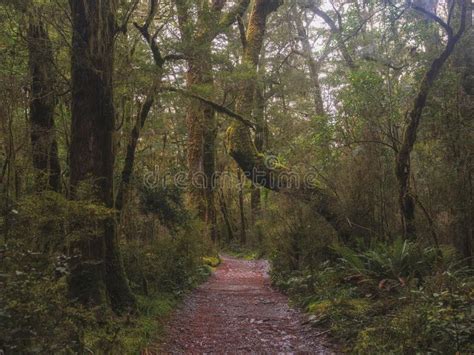 New Zealand Rainforest Landscape Stock Image Image Of Rain Outdoor