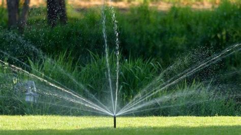 Proper Watering Of Rolled Lawns Update April 2024