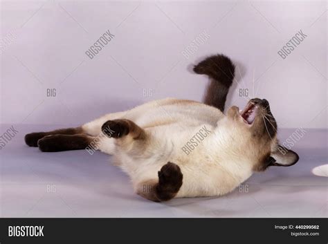Siamese Cat Lying On Image And Photo Free Trial Bigstock