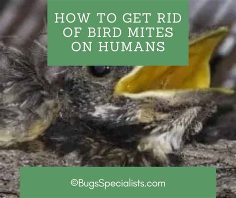 How To Get Rid Of Bird Mites On Humans Pest Control Heroes