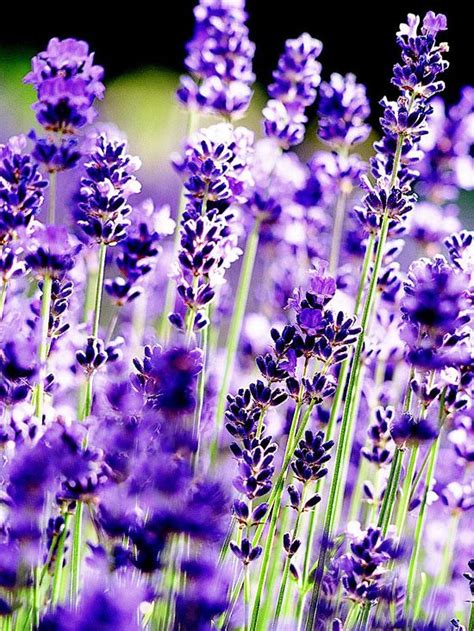 Fragrant Lavender Flowers For Sale Okejely Garden Plant