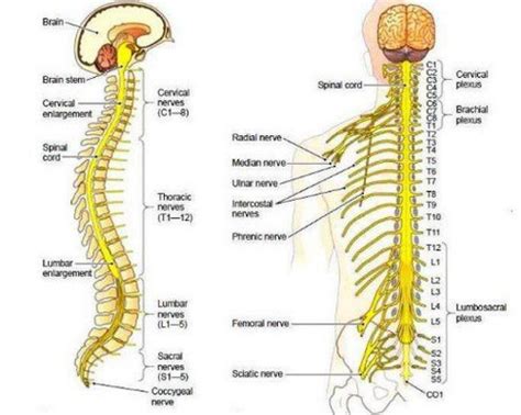 The Central Nervous System The Brain And Spinal Cord
