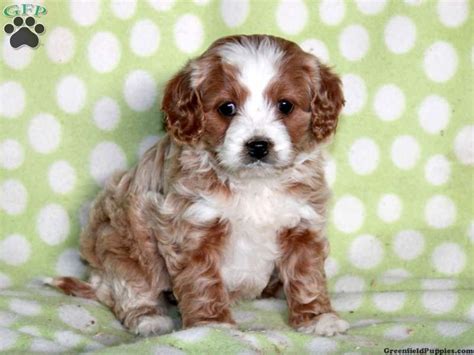 Cavapoo and mini cavapoo breed. Stella, cavapoo puppy for sale from Paradise, PA | Cute ...