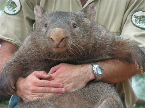 If it is not the same as the original it is out of character. Why do wombats do cube-shaped poo?