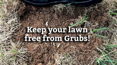Controlling Grubs In Your Lawn Expert Lawn Care Tips Youtube