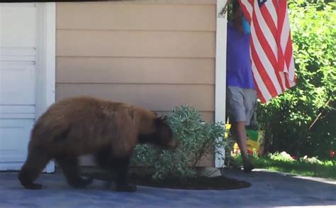 Watch Bear And Man Unexpectedly Running Into Each Other Unofficial