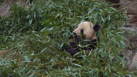 An Adorable Panda Bear Sitting Among Bamboo Branches And Eating Stock