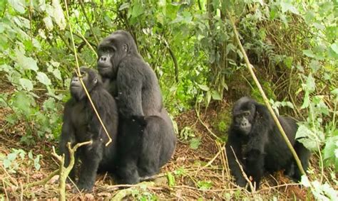 Gorilla Mating Mountain Gorilla Bbc