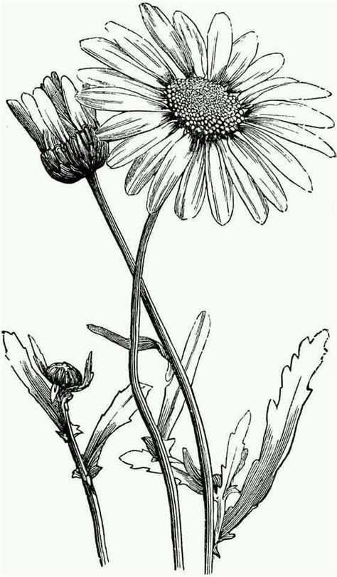 Daisy Drawing Ink Drawing Tattoo Drawings Cool Drawings Pencil Drawings Easy Flower